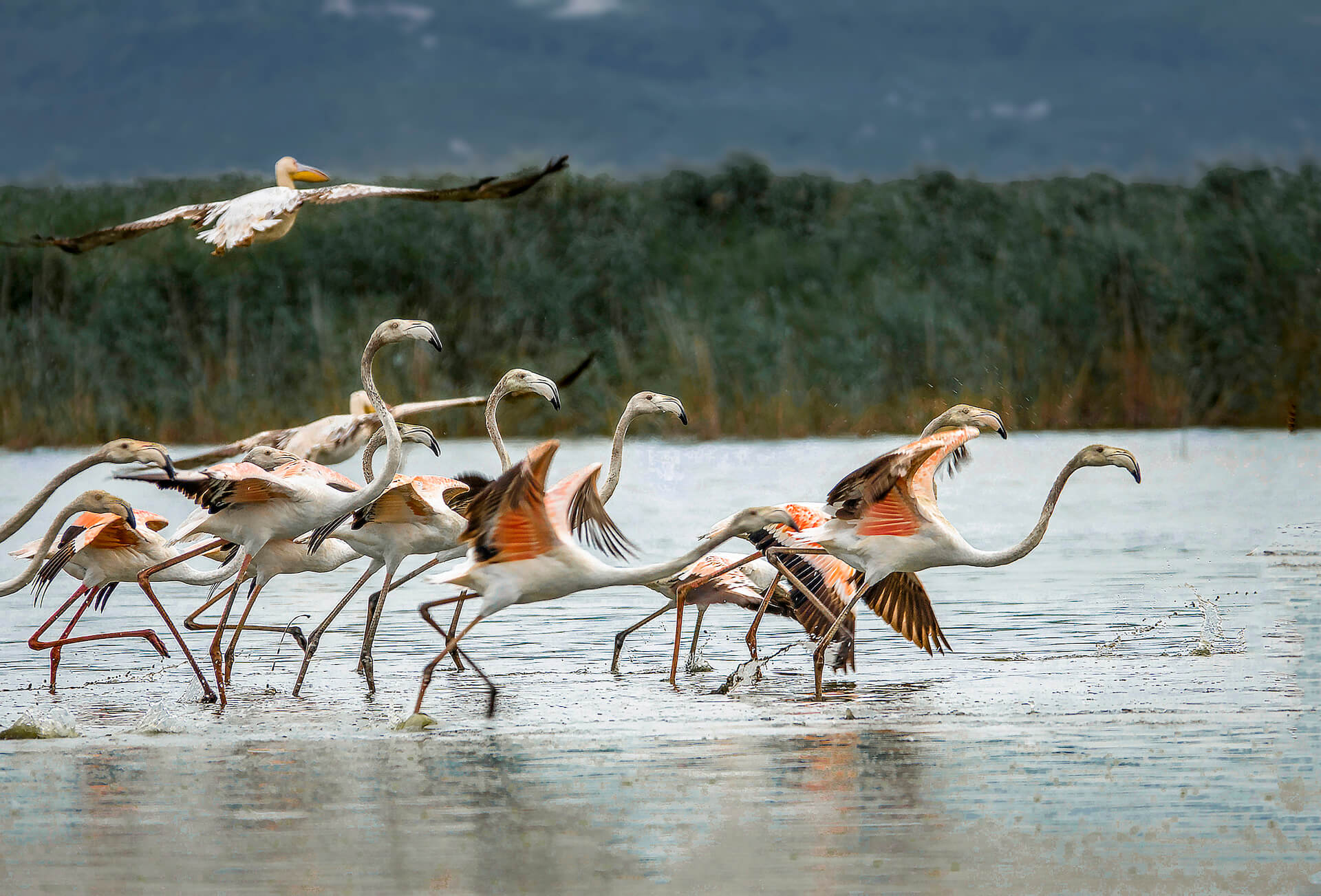 slider flamingo