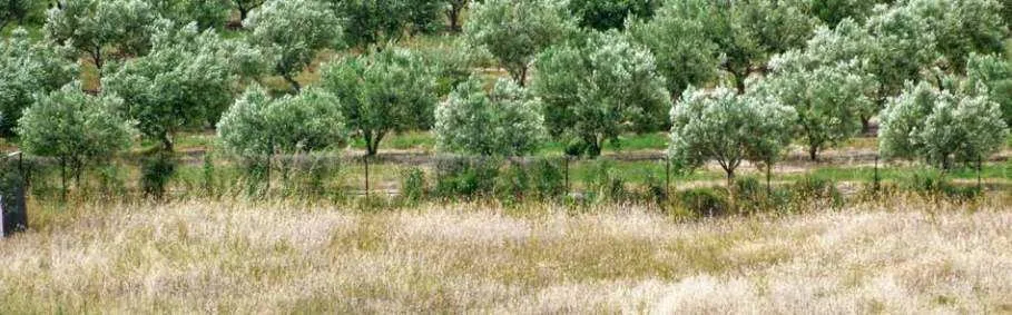 &Epsilon;&lambda;&alpha;&iota;ώ&nu;&alpha;&sigmaf; &sigma;&tau;&eta;&nu; &pi;&epsilon;&rho;&iota;&omicron;&chi;ή &tau;&omicron;&upsilon; &Pi;&alpha;&gamma;&gamma;&alpha;ί&omicron;&upsilon;