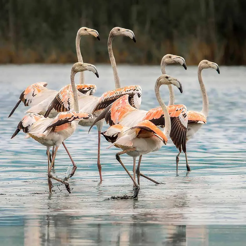 Flamingos wading in the Strymonas estuary