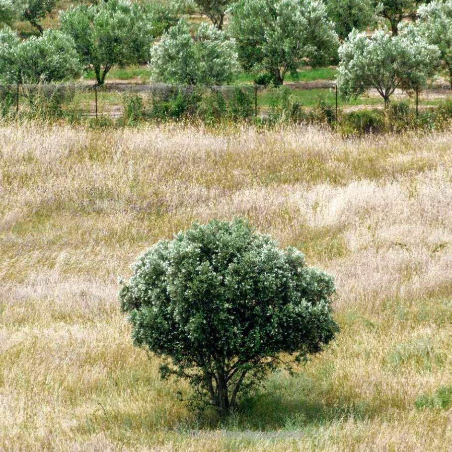 Olive tree in a meadow of wild grasses